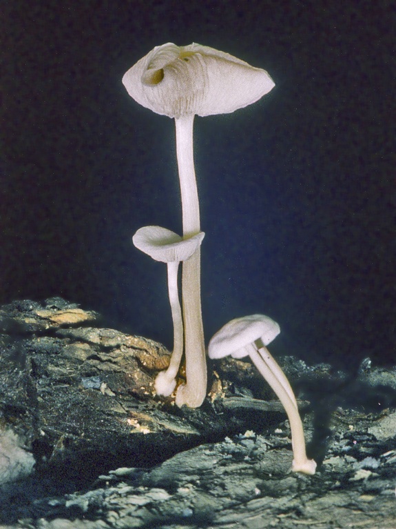 Funghi in miniera
